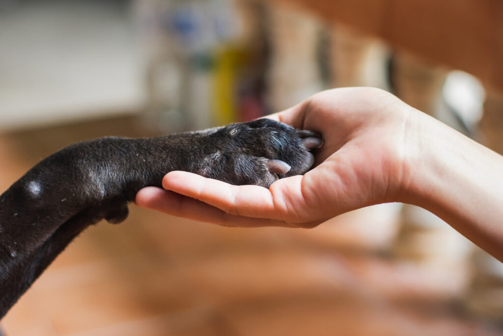 Como escolher um serviço de funeral pet com segurança?