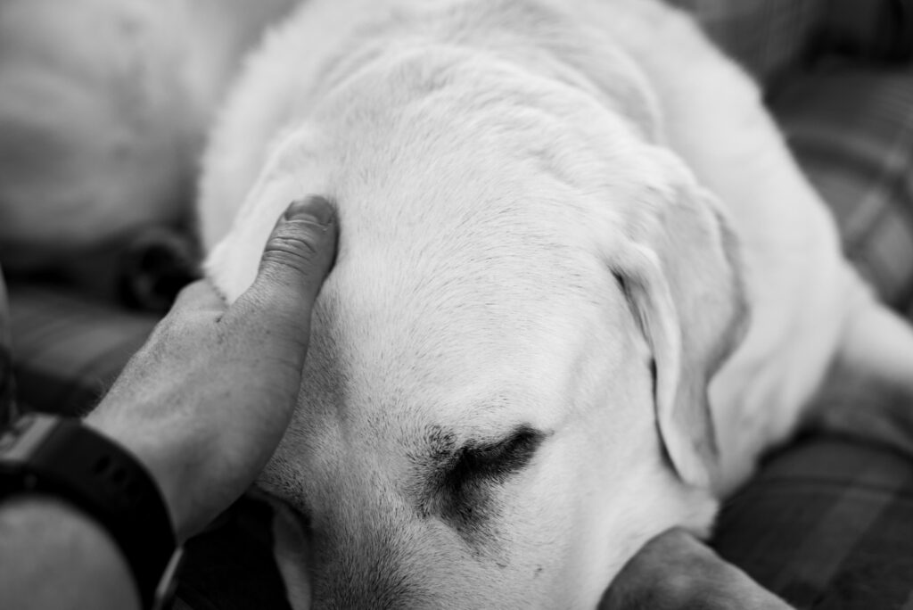 Curiosidades sobre a cremação animal que você precisa saber