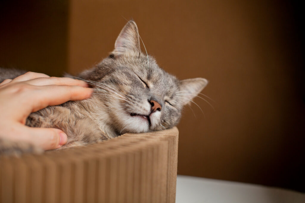 Cremação de animais de estimação: quais pets podem ser cremados?