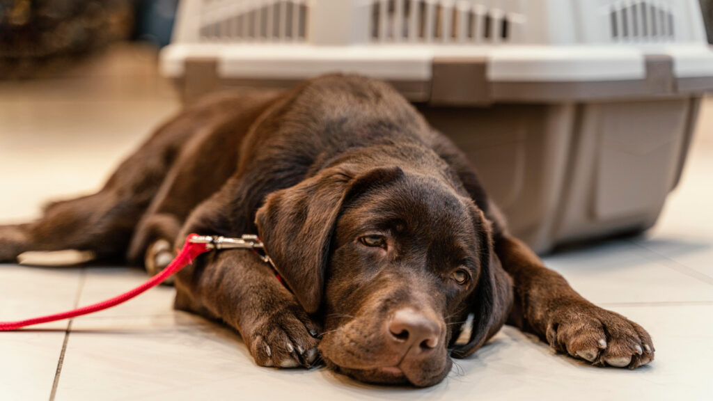 Doença Renal Crônica: o que é essa doença que afeta os cães?