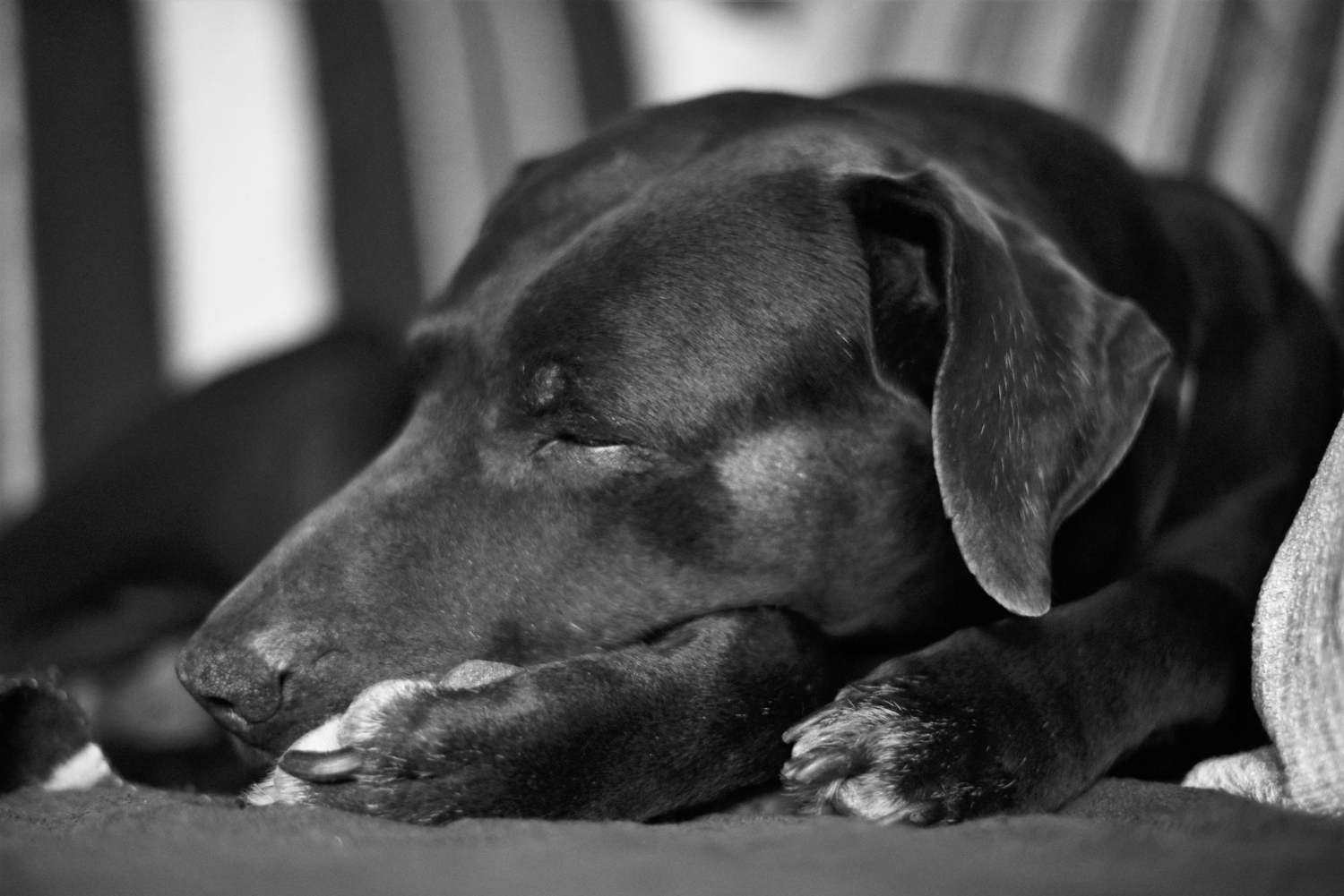 Cremação pet: respondendo as principais curiosidades