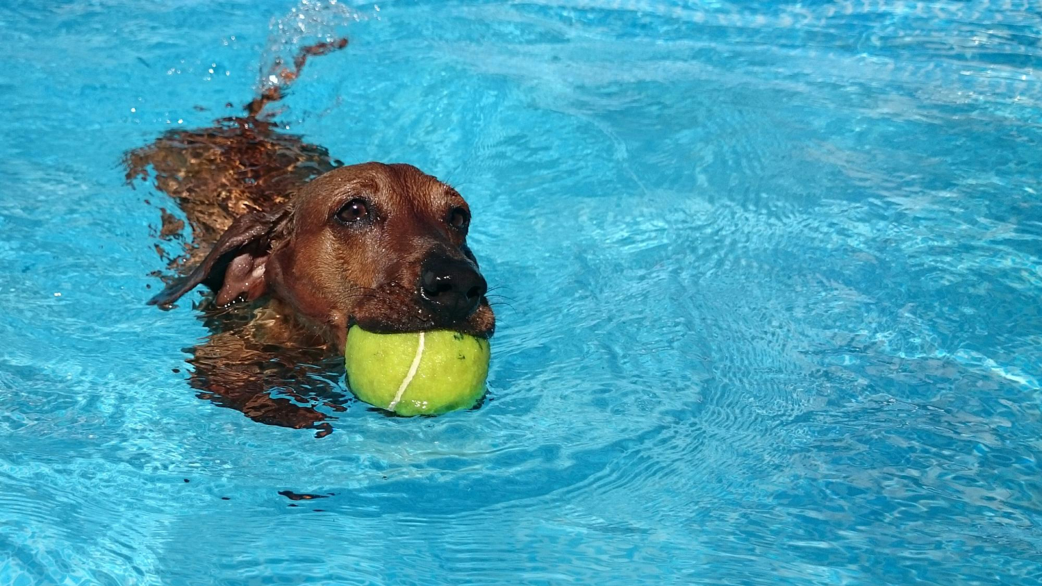 Atividades físicas para cães como manter seu pet saudável e feliz