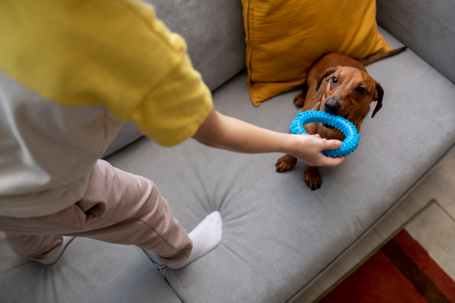 As melhores brincadeiras para pets que moram em apartamento