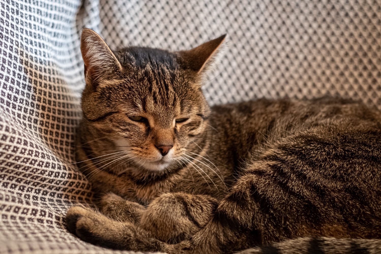 Cuidados necessários com gatos idosos