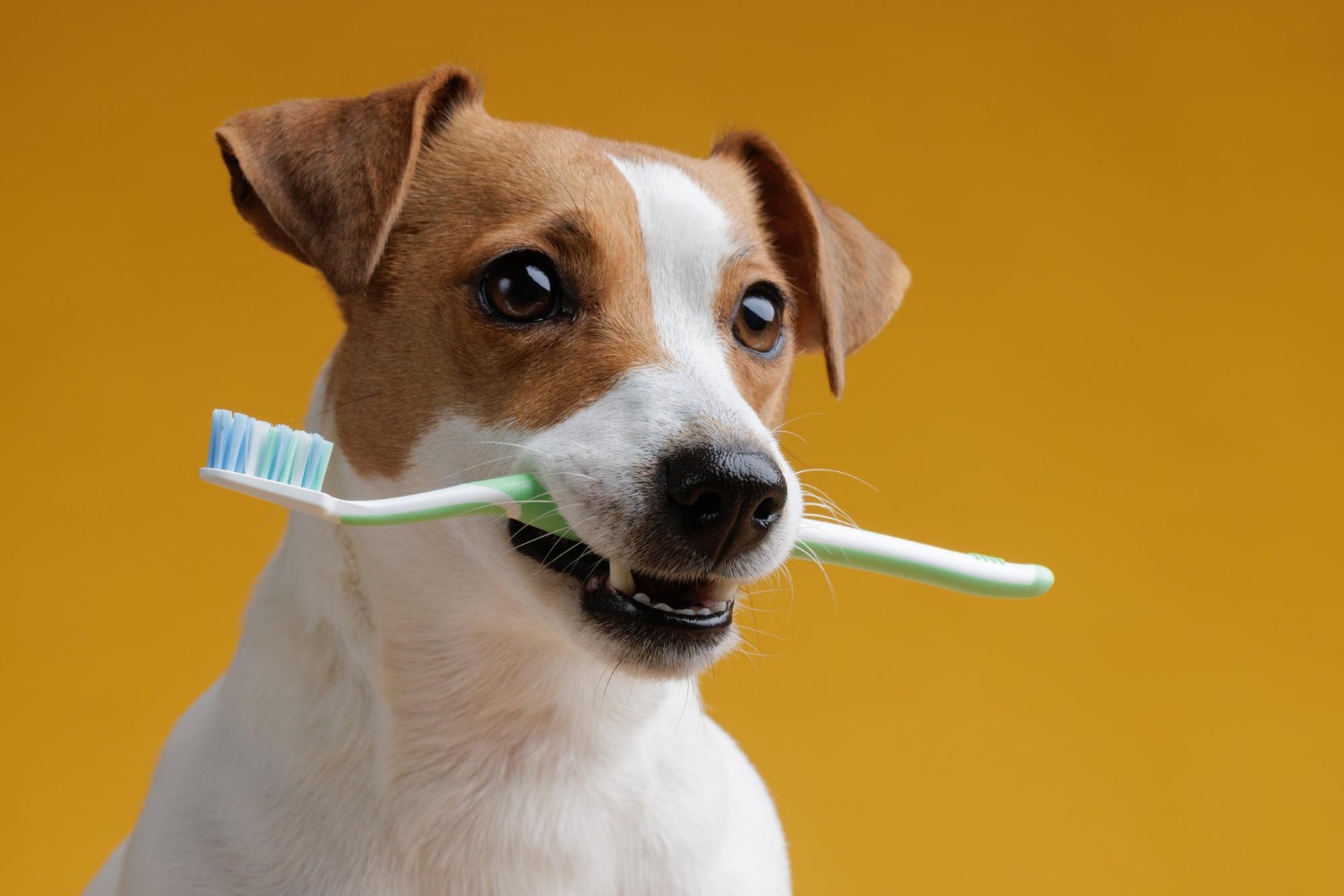 saúde bucal dos pets