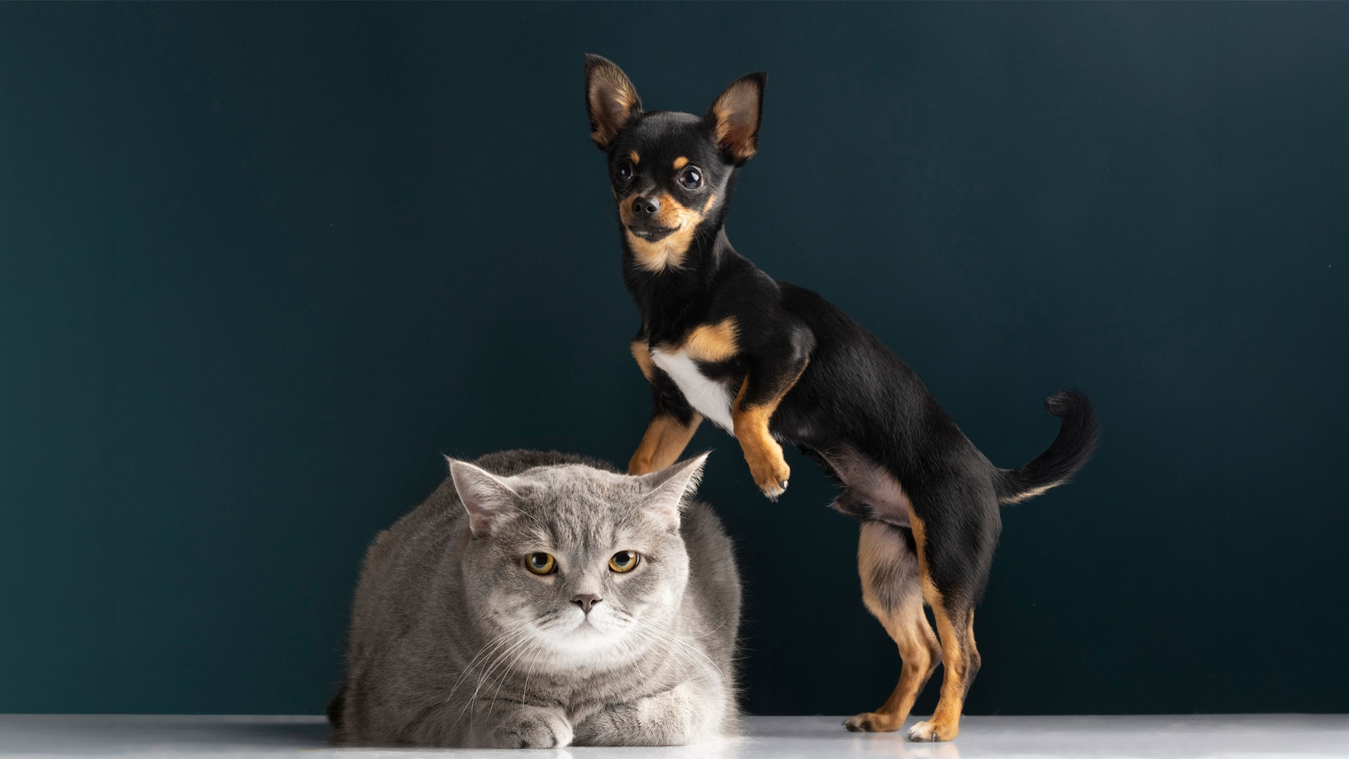 convivência entre cães e gatos